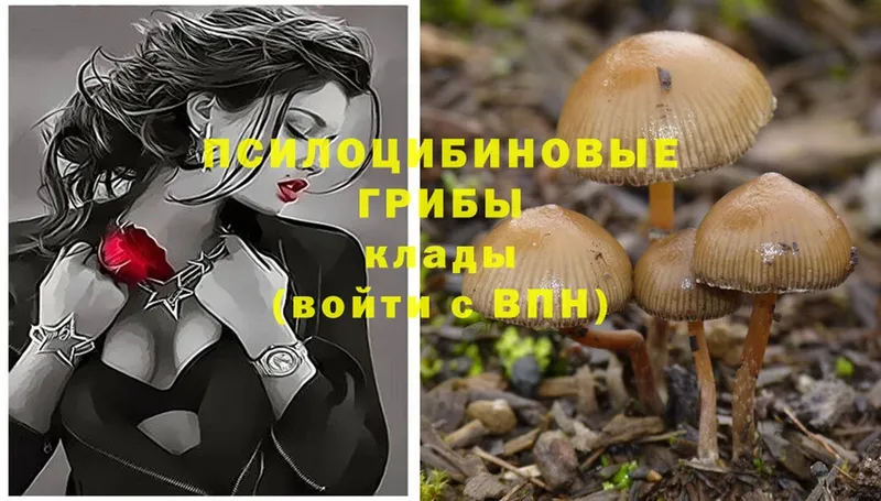 Галлюциногенные грибы Psilocybine cubensis  Колпашево 